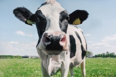 Closeup of a cow