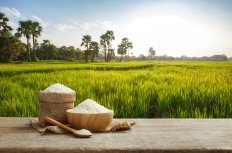 Rice in front of a field