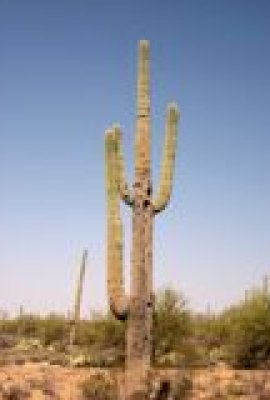 Arizona’s Legislative-Imposed Injunctions: Implications for Immigrant Civic and Political Participation