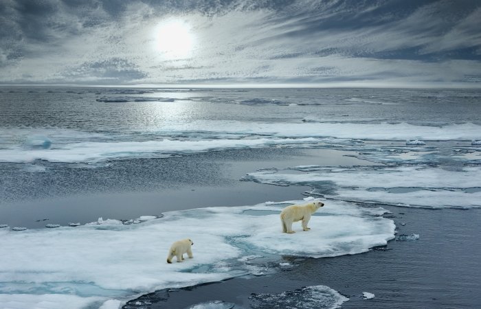 Polar bear on ice floe