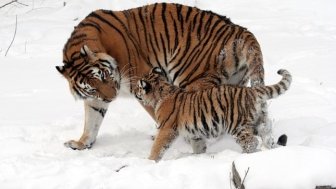 A female Amur tiger