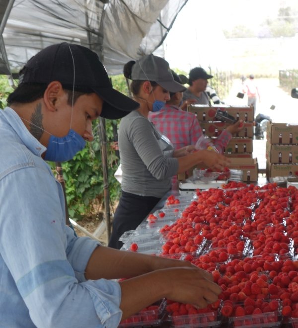 Berry picking in Mexico