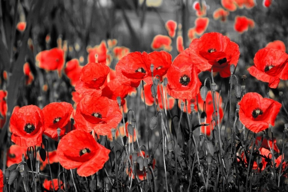 Field of poppy flowers