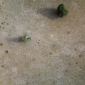 Aerial view of cattle on land in Senegal