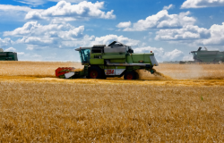 Harvesters work in the wheat in Ukraine