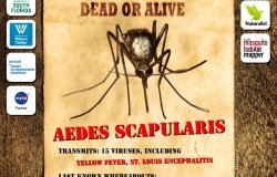Wanted Dead or Alive: Aedes Scapularis