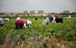 unidentifable workers pick green beans in a field